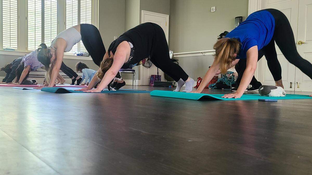 Puppies nap and wander around a line of yogis in the down dog position during Pits & Giggles’ puppy yoga in May 2023.