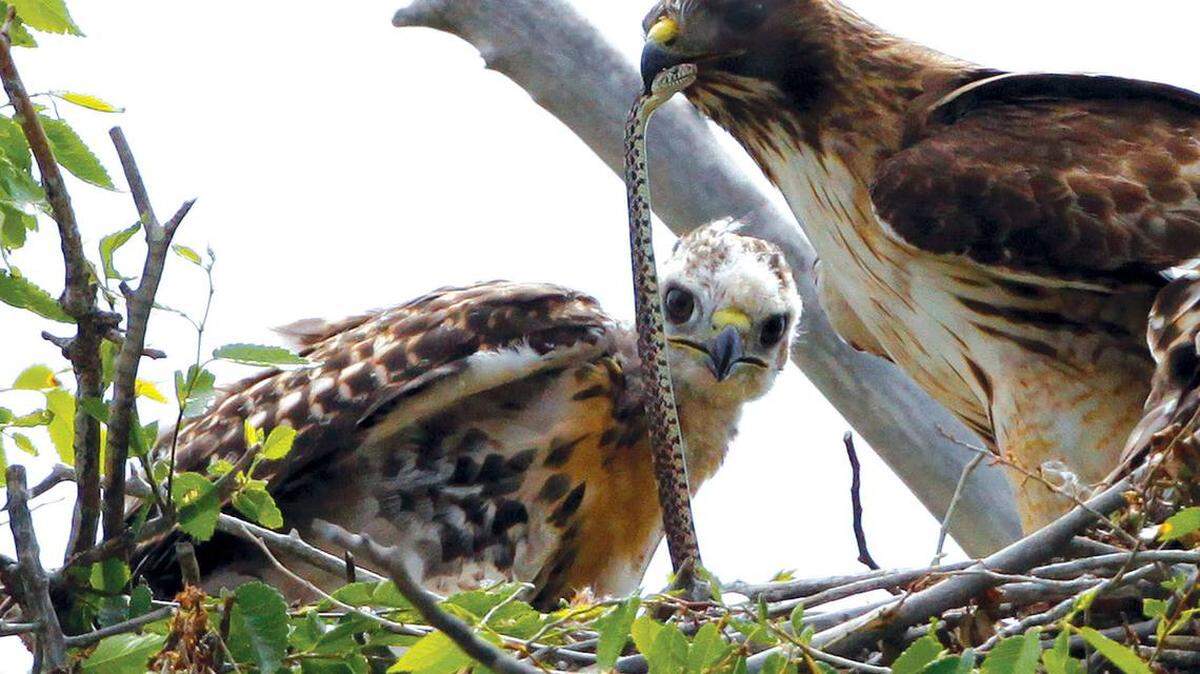 This file photo shows a Redtail hawk feeding a snake to one of her young at a wildlife refuge in Colorado. On Nov. 27, the Trump administration moved forward on gutting a longstanding federal protection for the nation’s birds, ranging from hawks and eagles to seabirds, songbirds and sparrows.