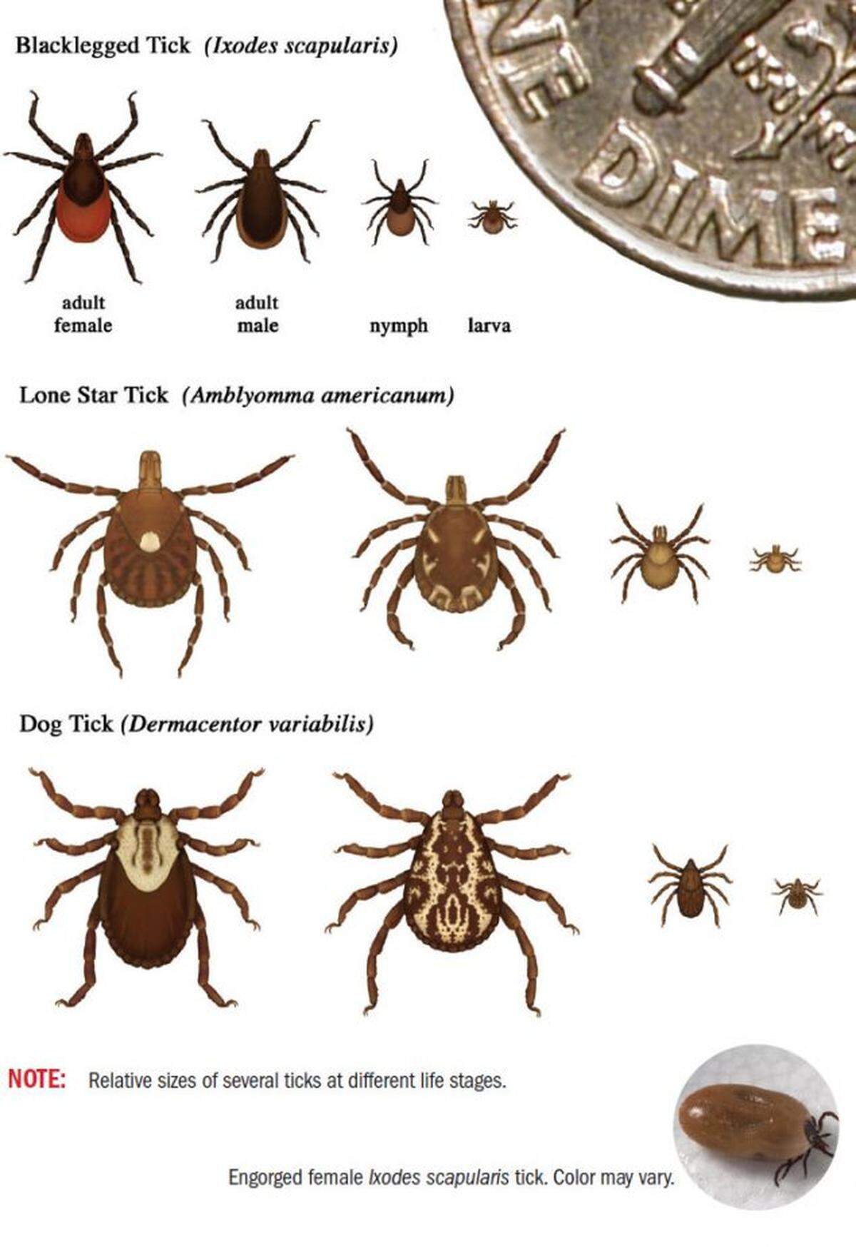 The most common ticks to bite humans.
