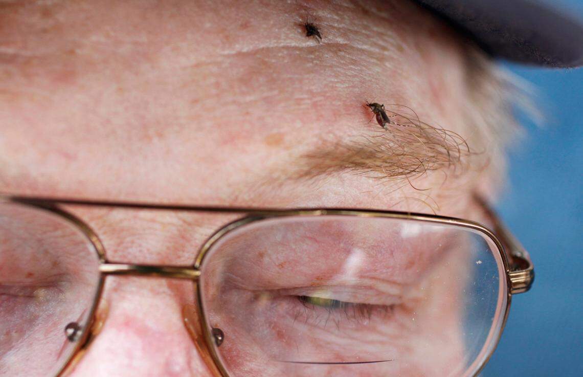 Mosquitoes thrive after prolonged wet periods from heavy rainfall generated by tropical storms and hurricanes.