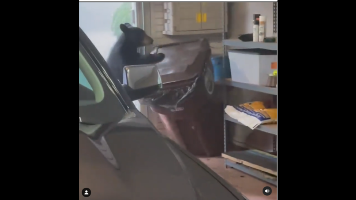 Country singer Brett Eldredge opened a garage door in Asheville, N.C., and a bear strolled in.