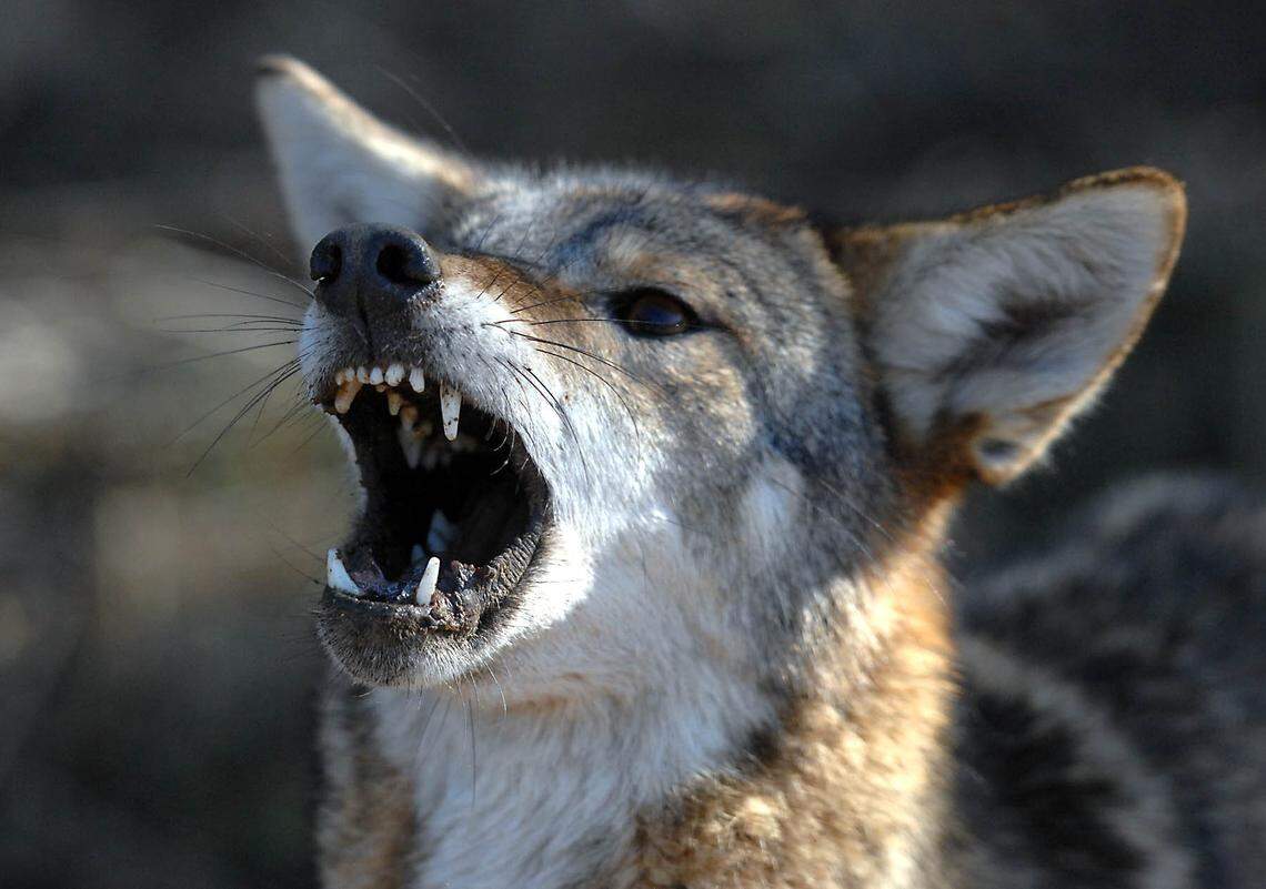A coyote growls after being caught in a trap in Mount Holly on Saturday, January 19, 2013.