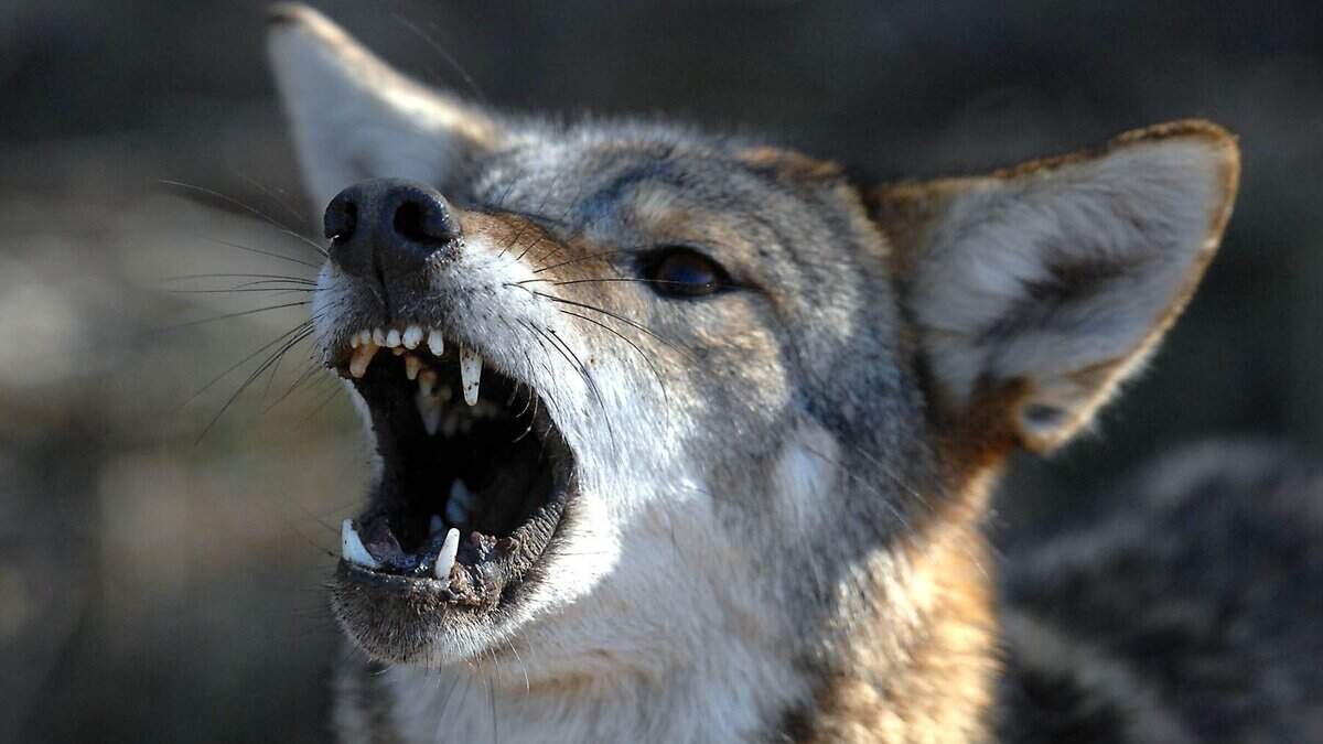 A coyote growls after being caught in a trap in Mount Holly Saturday, January 19, 2013. TODD SUMLIN -tsumlin@charlotteobserver.com