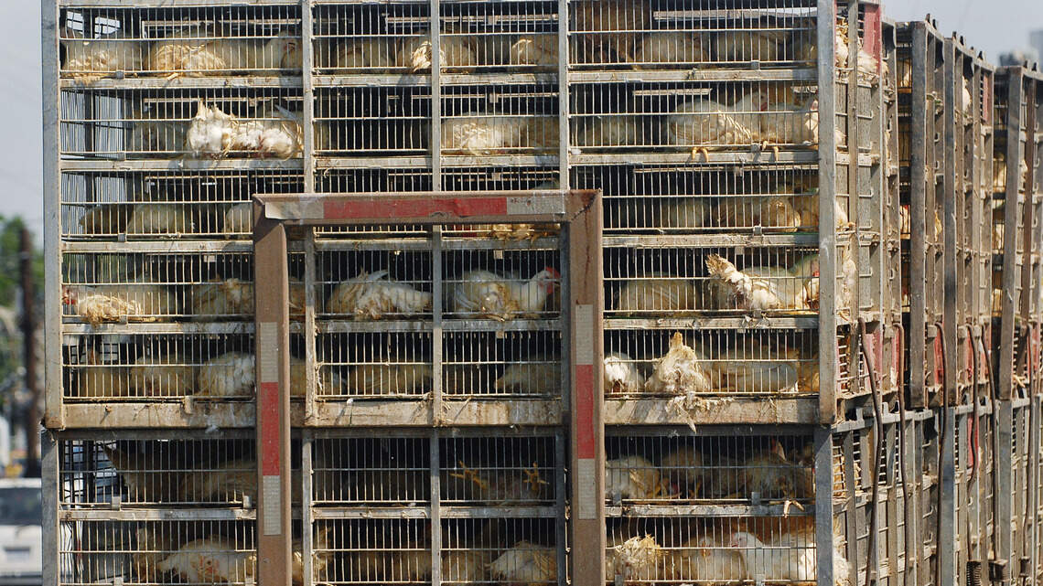 As poultry booms in NC, large farms can reduce the value of nearby homes, study finds