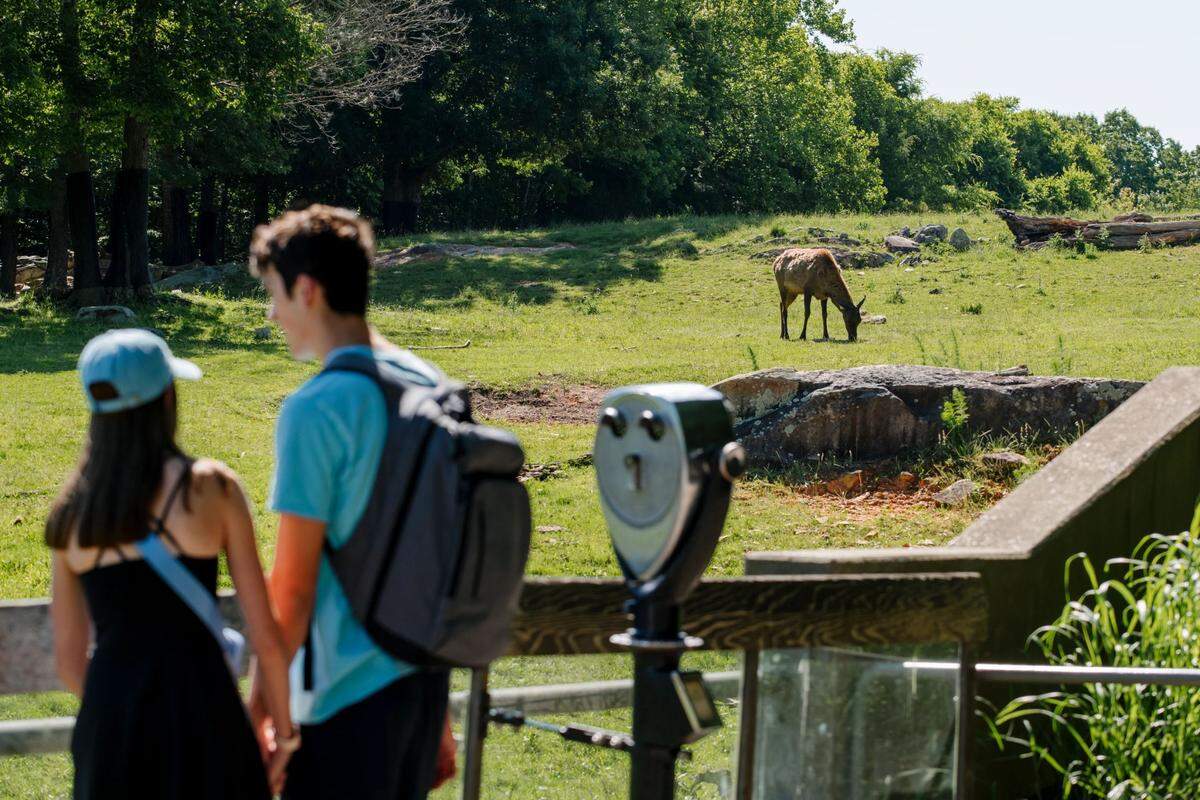Visitors watch as an Elk grazes in the prairie habitat at the North Carolina Zoo. Female elk are smaller than the males and males will make a ‘bugling’ sound to attract the females.