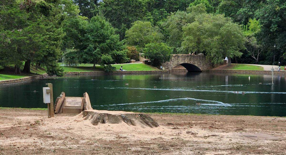 Two slices of the trunk and a stump are all that remain of an old oak tree next to the pond at Freedom Park on Friday, Aug. 19, 2022. Mecklenburg County Park and Recreation cut down the aging tree because it posed a risk to the public.
