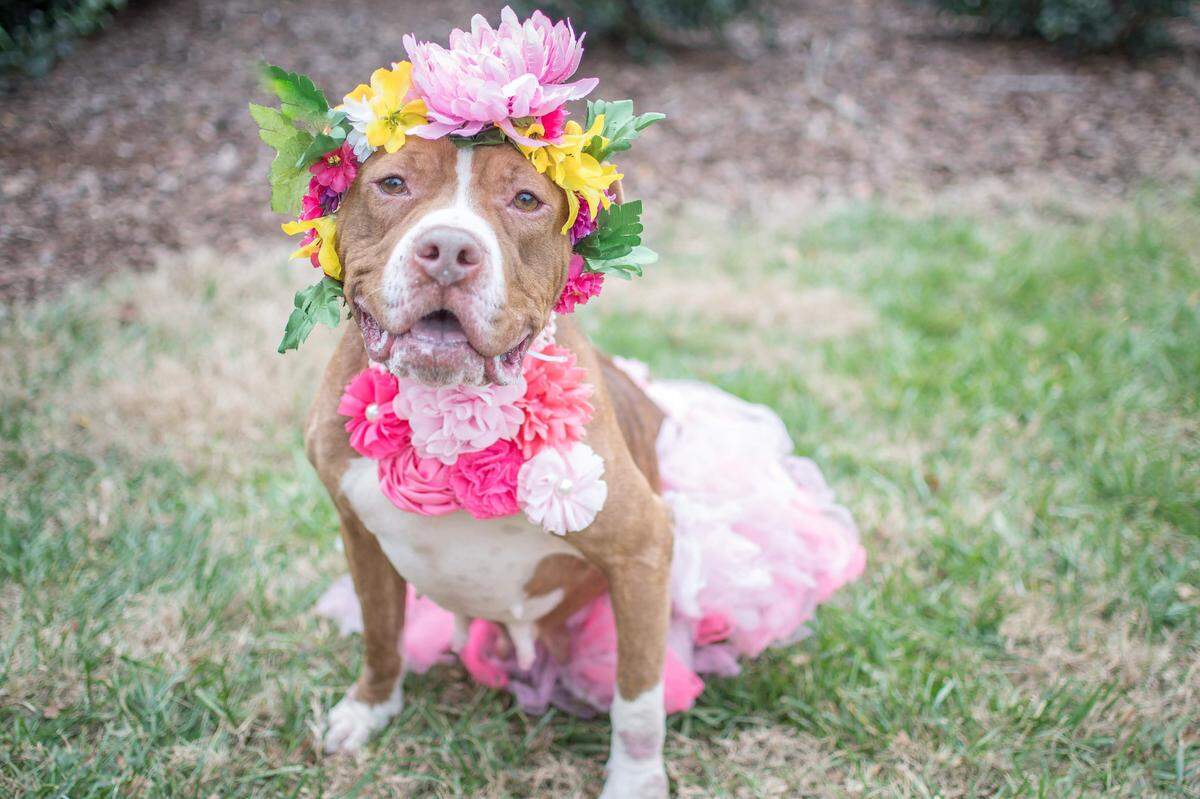Delores is a red pit bull terrier at CMPD Animal Care and Control.
