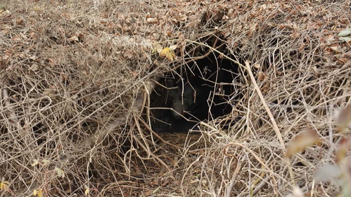 A woman discovered a bear den in her Western North Carolina yard, likely in preparation for winter.
