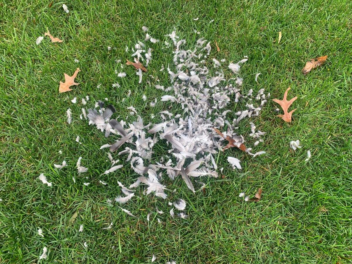 A pile of feathers in your yard could mean a predator is nearby.