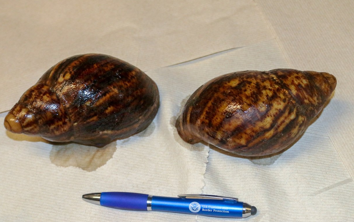 The two snails taken at the airport.