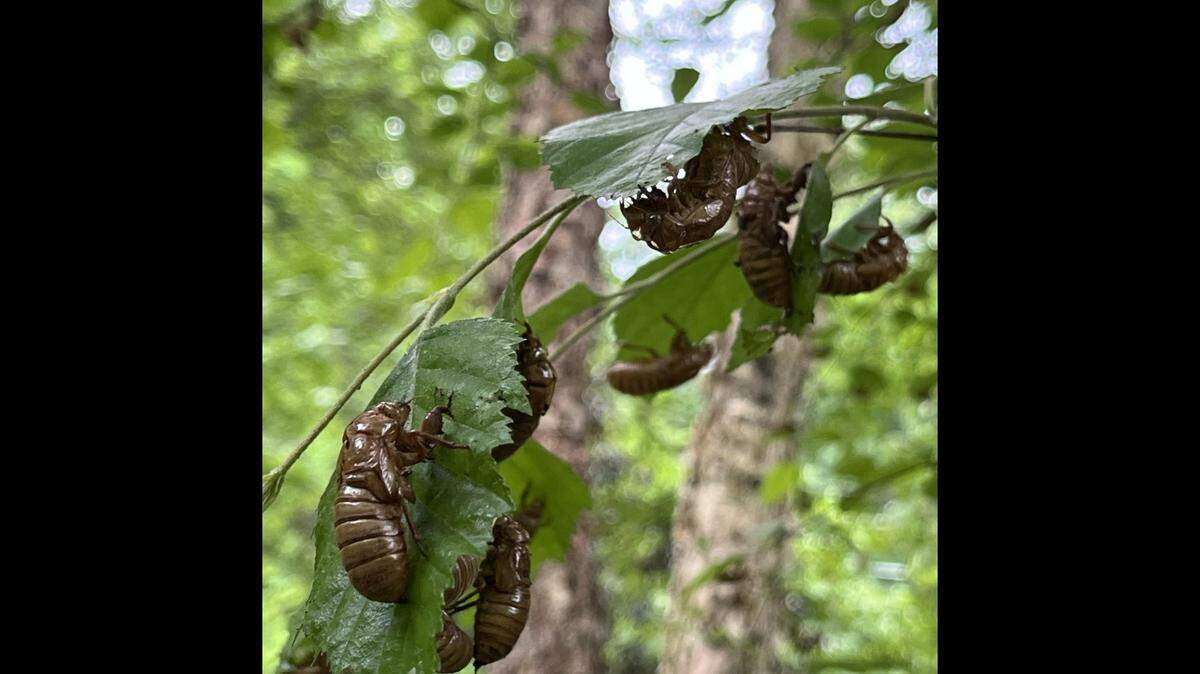 Brood XIV cicadas have emerged from the ground in Great Smoky Mountains National Park and will greet visitors over the holiday weekend in large numbers, park officials said.
