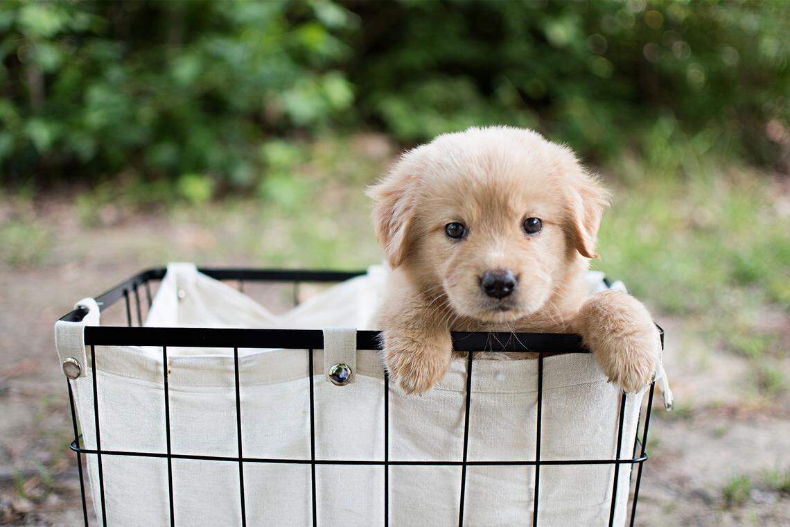 Named after a "Star Wars" character, Rey the puppy weighed five pounds when this picture was taken but now has increased her weight 20 percent – to 6 pounds.