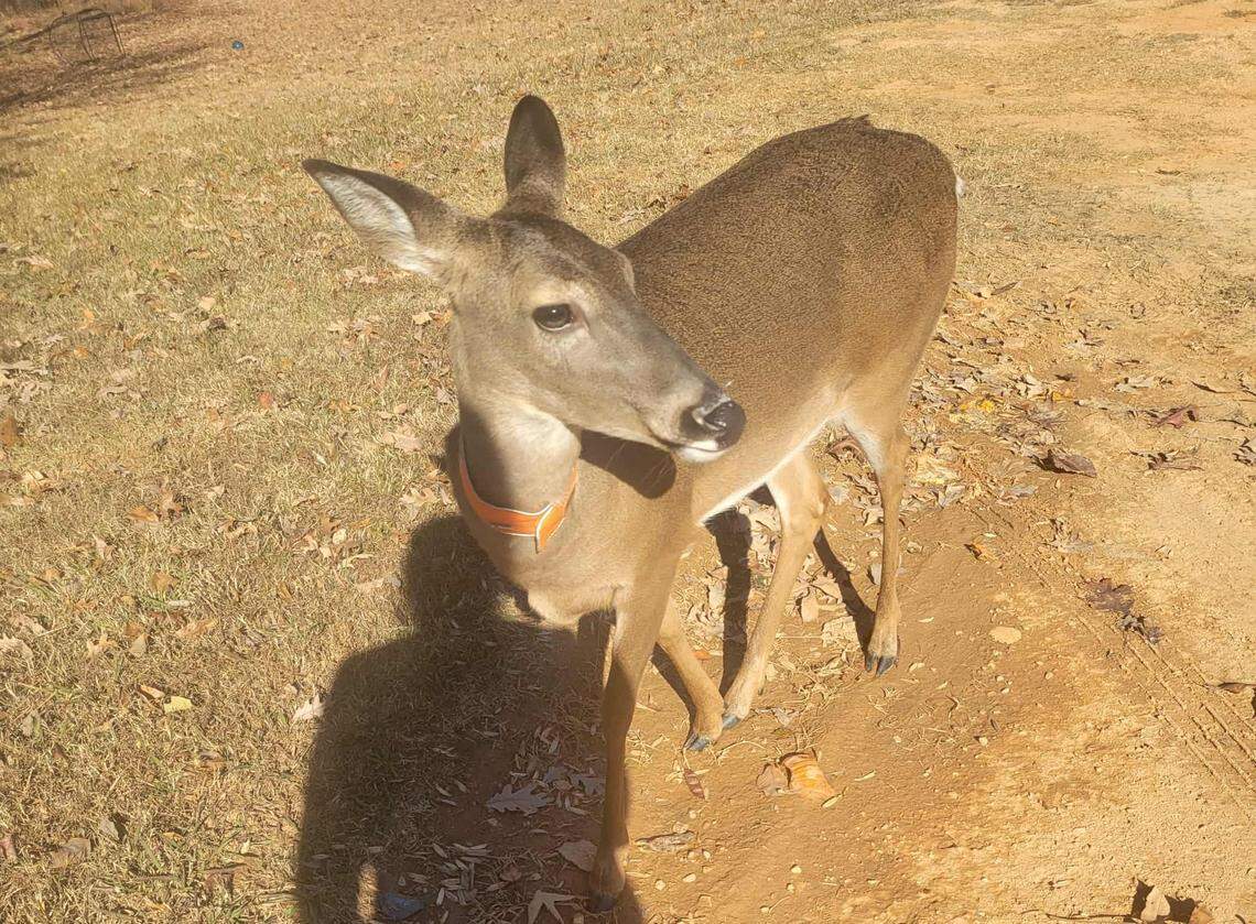 A high-angle, close-up shot of a brown deer standing on the edge of a dirt path. The deer is wearing a bright orange tracking collar and is looking off to the side on a sunny day.