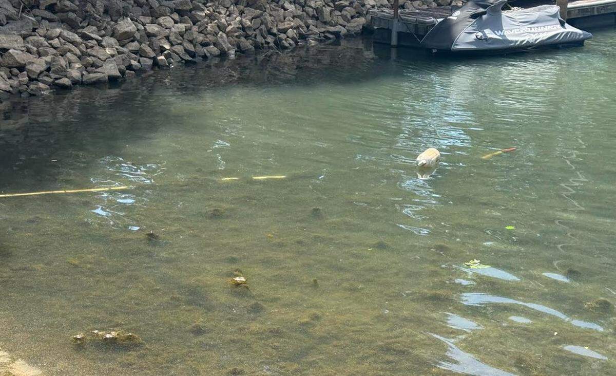 In this April 15 photo, Lyngbya algae is visible in a Lake Norman cove off Bridgeport Drive in southern Iredell County.