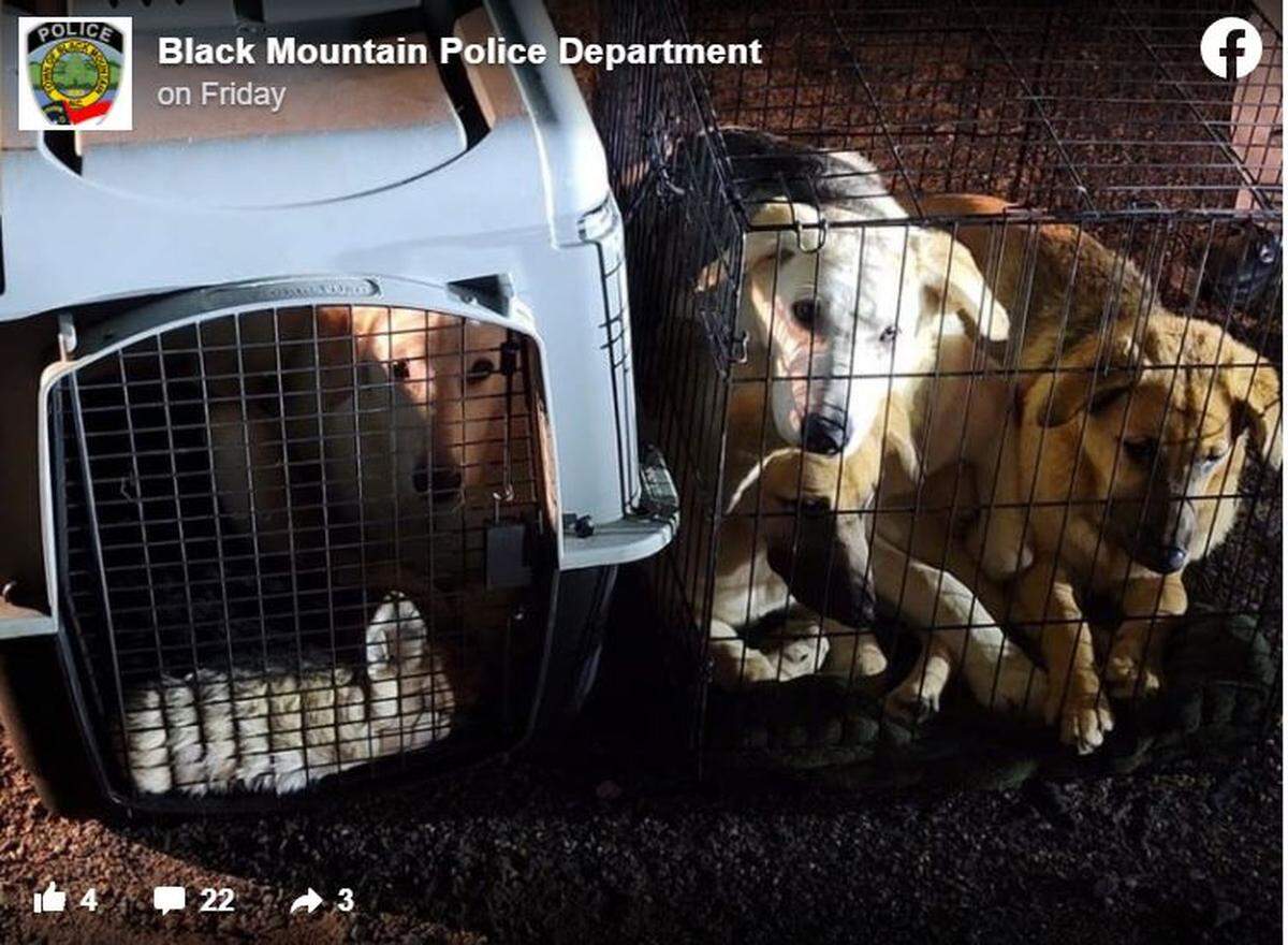 A photo from the police department shows multiple animals in the cages left on the side of the road.