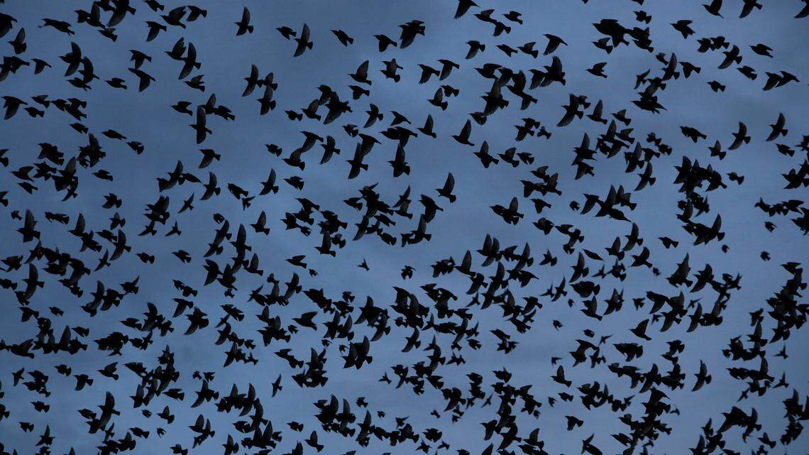 Flights had to be delayed hours Friday morning at the Asheville Regional Airport in western North Carolina, after thousands of birds took over the airfield.