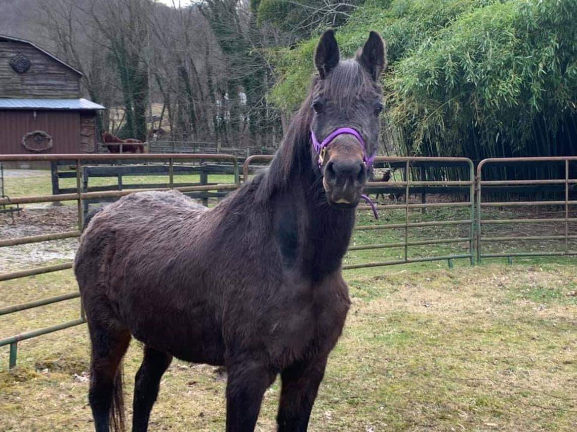 After months of care, Moonlight is ready for adoption, according to the shelter.