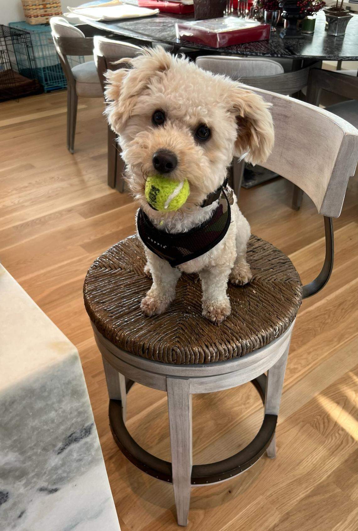 Hobie loves to play with his ball.