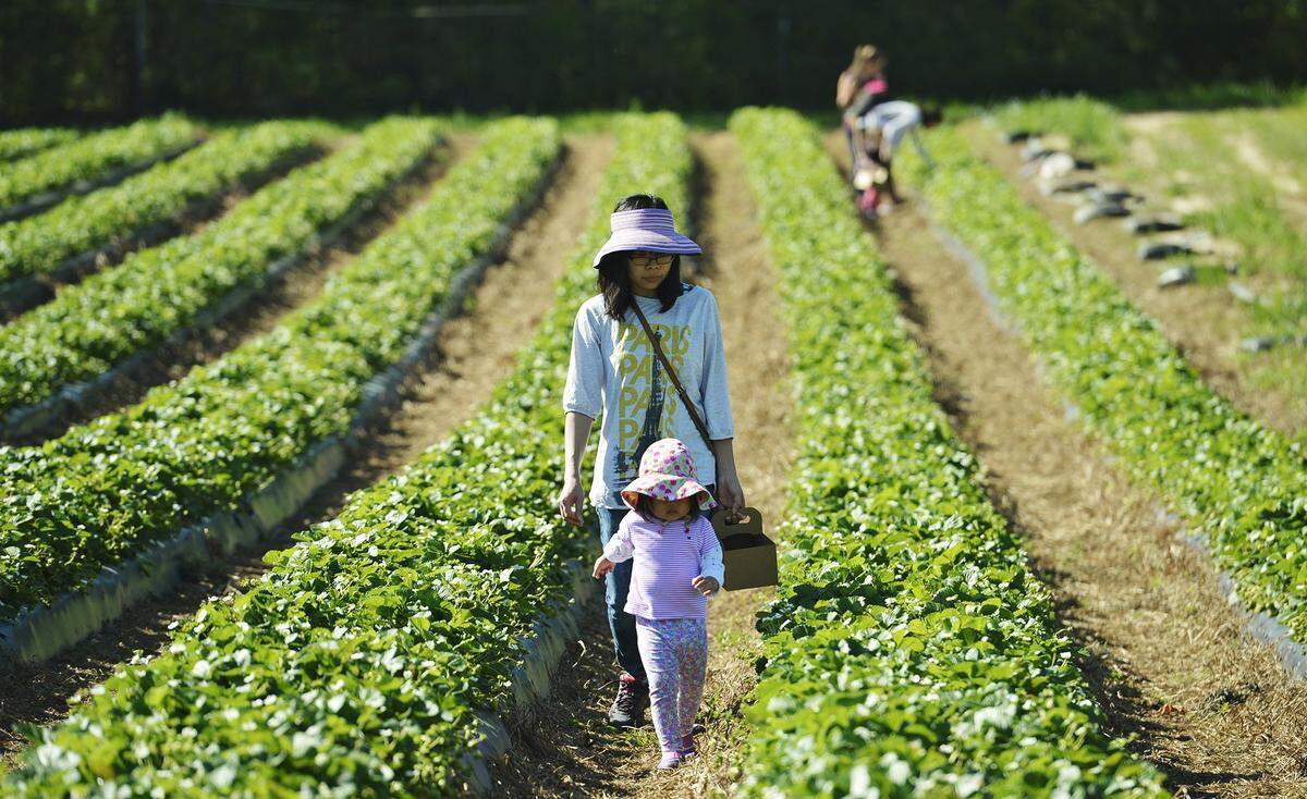 Hall Family Farm offer strawberry picking in Lancaster County, SC, one of a number of sites in the Charlotte region available for such activities now.