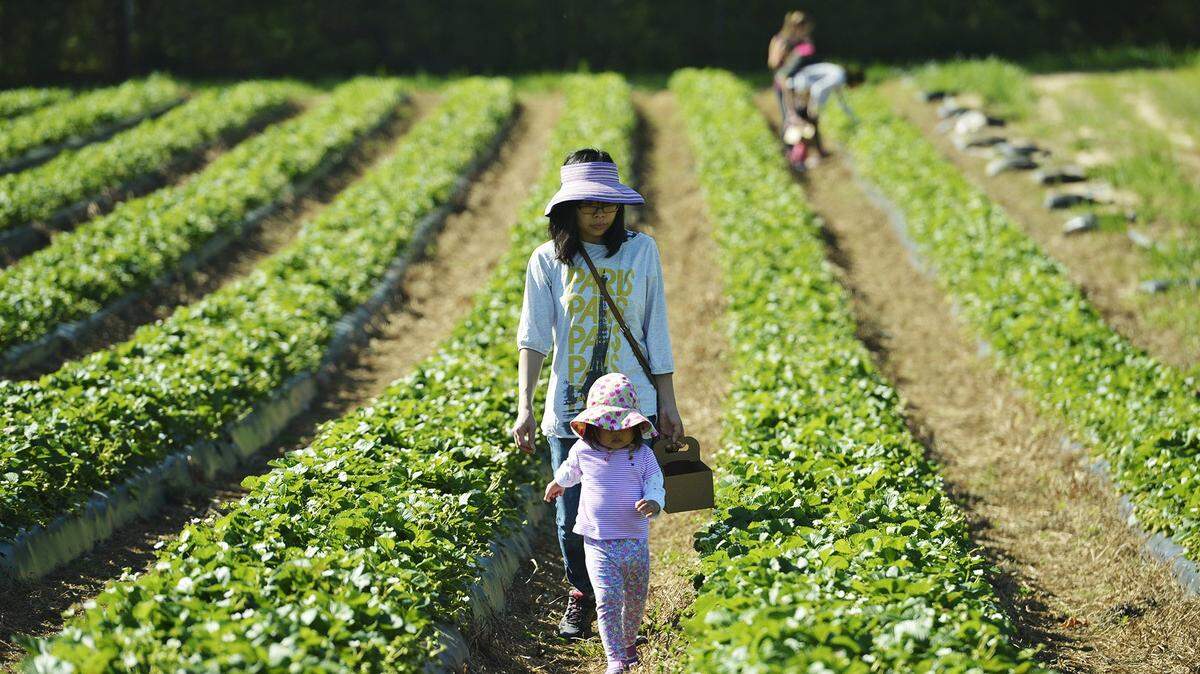 A tour guide at the Hall Family Farm, pictured here during the 2017 strawberry season, is accused of disparaging a group of school children when she used the term “cotton picking.”