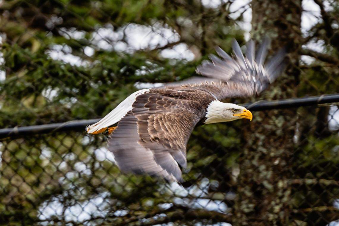 Ajax, the beloved Grandfather Mountain bald eagle, has died, Grandfather Mountain Stewardship Foundation officials said on Feb. 5, 2025. Here he takes flight.
