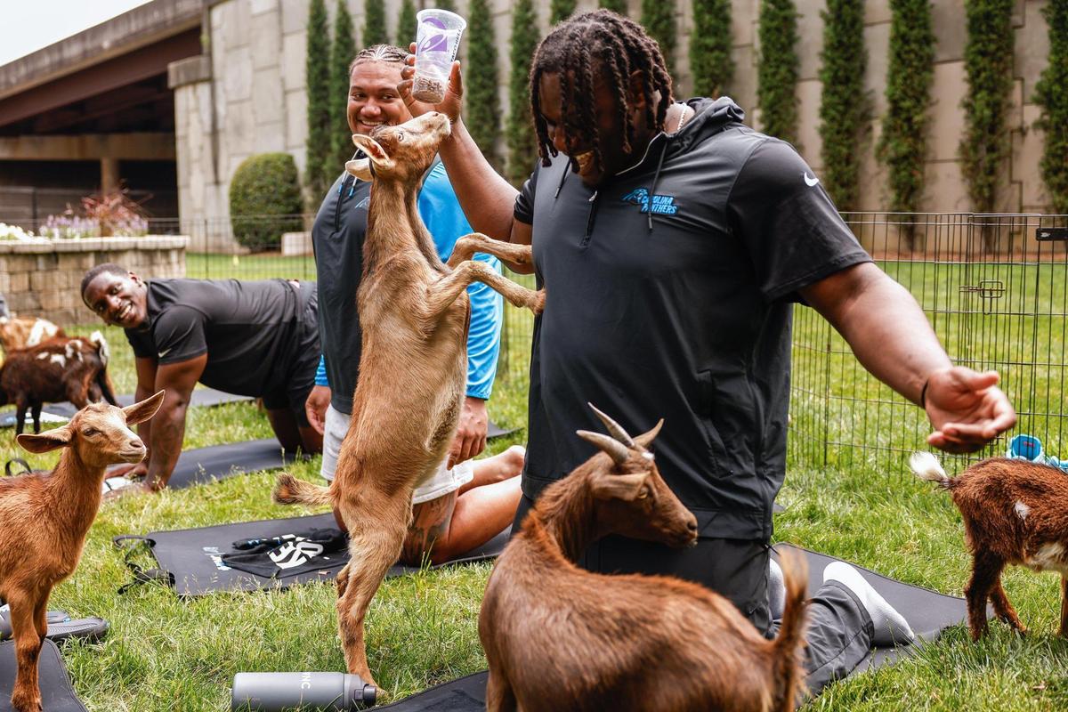 Panthers offensive tackle Ikem Ekwonu laughs a a goat tries to climb him to get to its food during Monday’s goat yoga session at Bank of America Stadium. The Panthers brought in the goats from Zen Hooves as part of mental health awareness month.