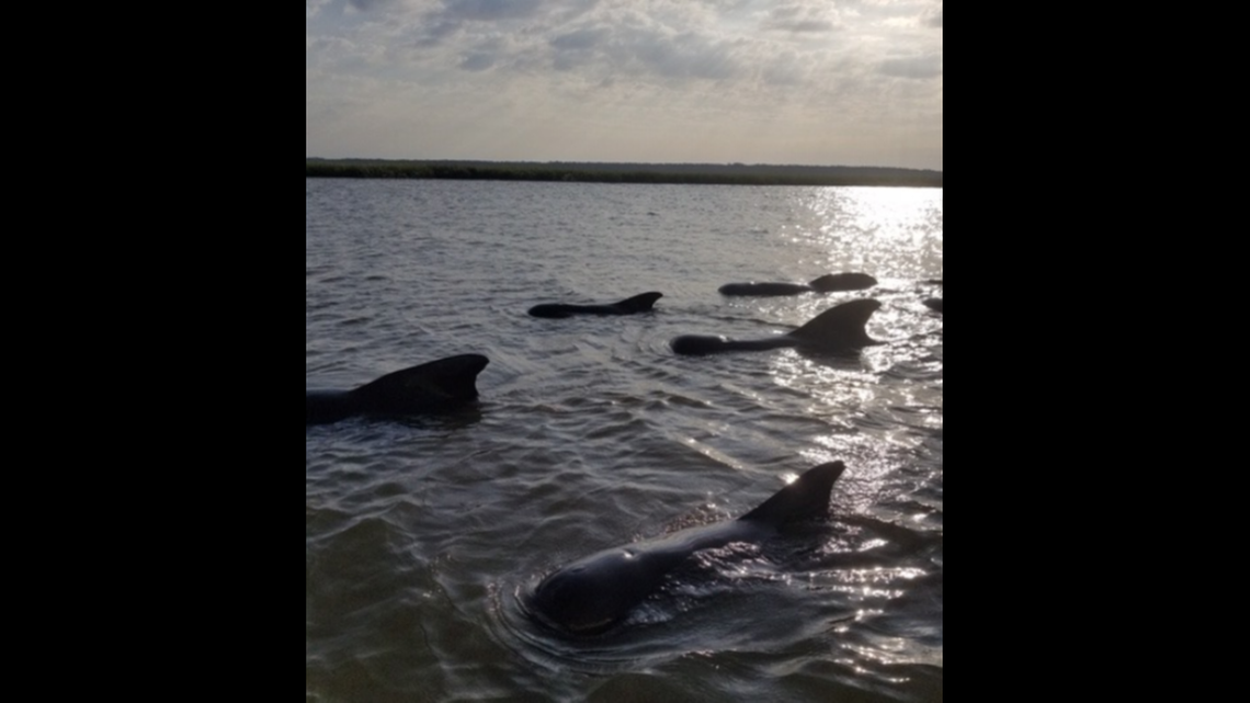 An estimated 26 short-finned pilot whales stranded on or near St. Catherines Island in Georgia on Wednesday, leaving 15 dead in Georgia’s second mass stranding this year.