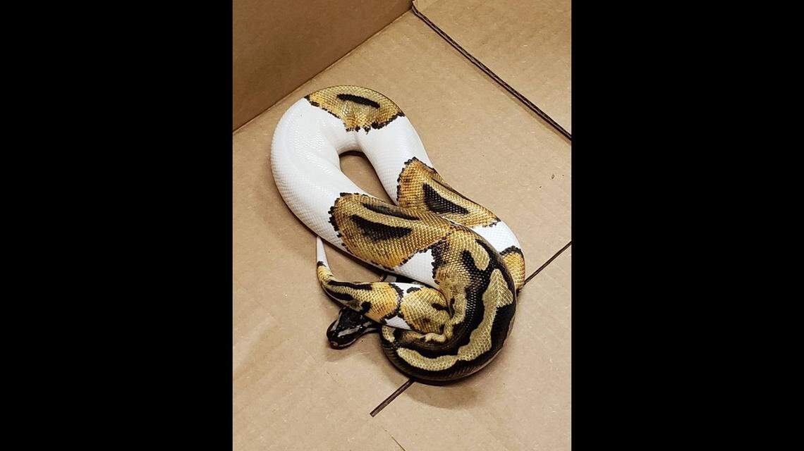 This ball python was found in a barracks at Camp Lejeune, one of two exotic snakes found roaming the base.