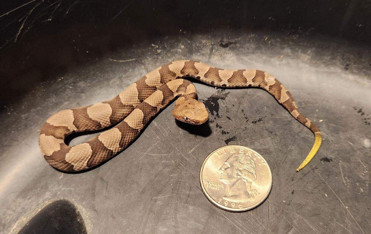 A newborn copperhead, one of North Carolina’s venomous snakes, is shown next to a quarter.
