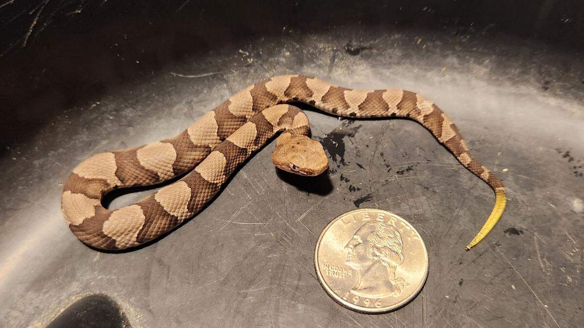 Size comparison: This picture shows a newborn copperhead next to a quarter.