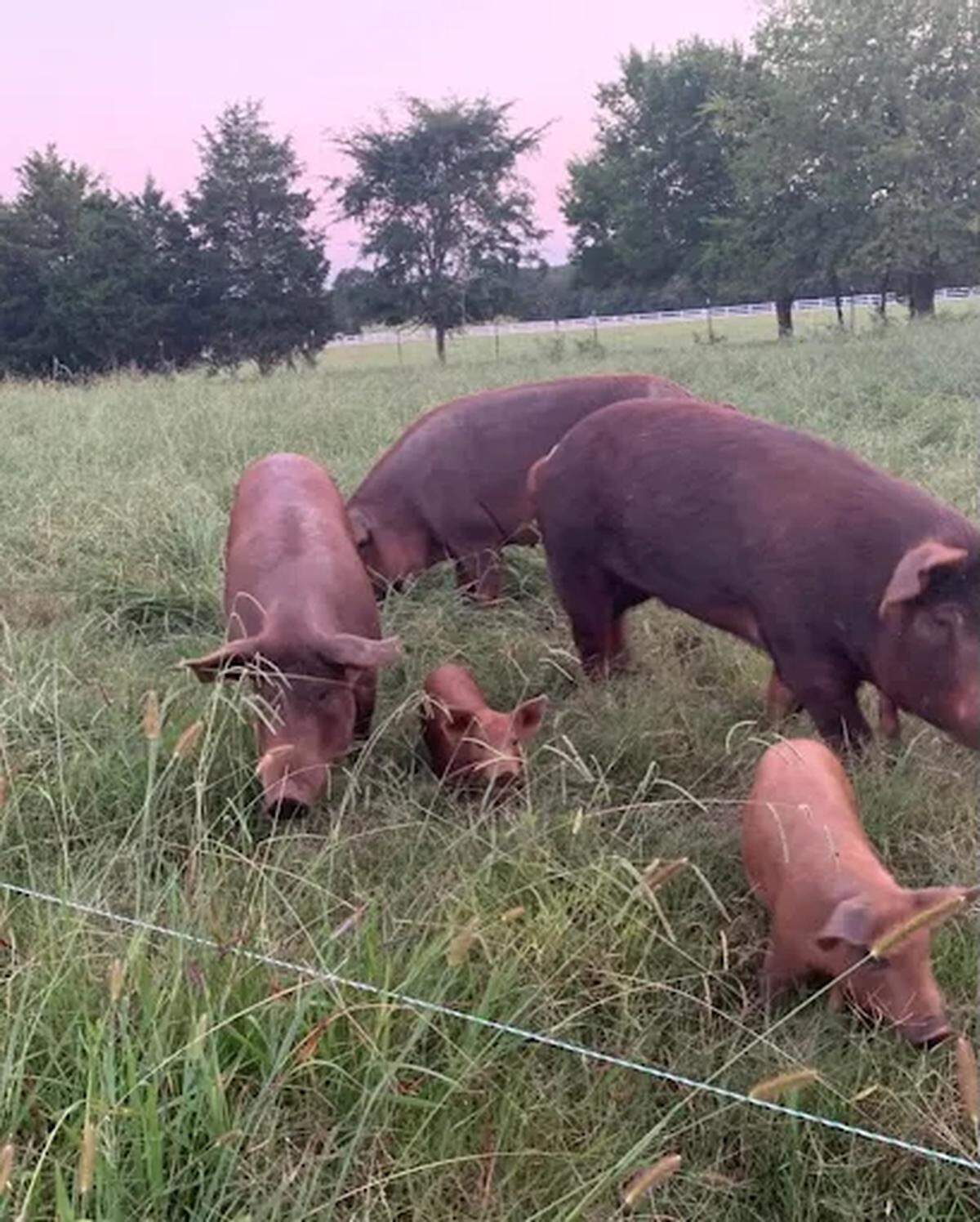 The hog farm is a mix of open pasture and woodland environments, demonstrating Streeter’s commitment to animal welfare and environmental sustainability.