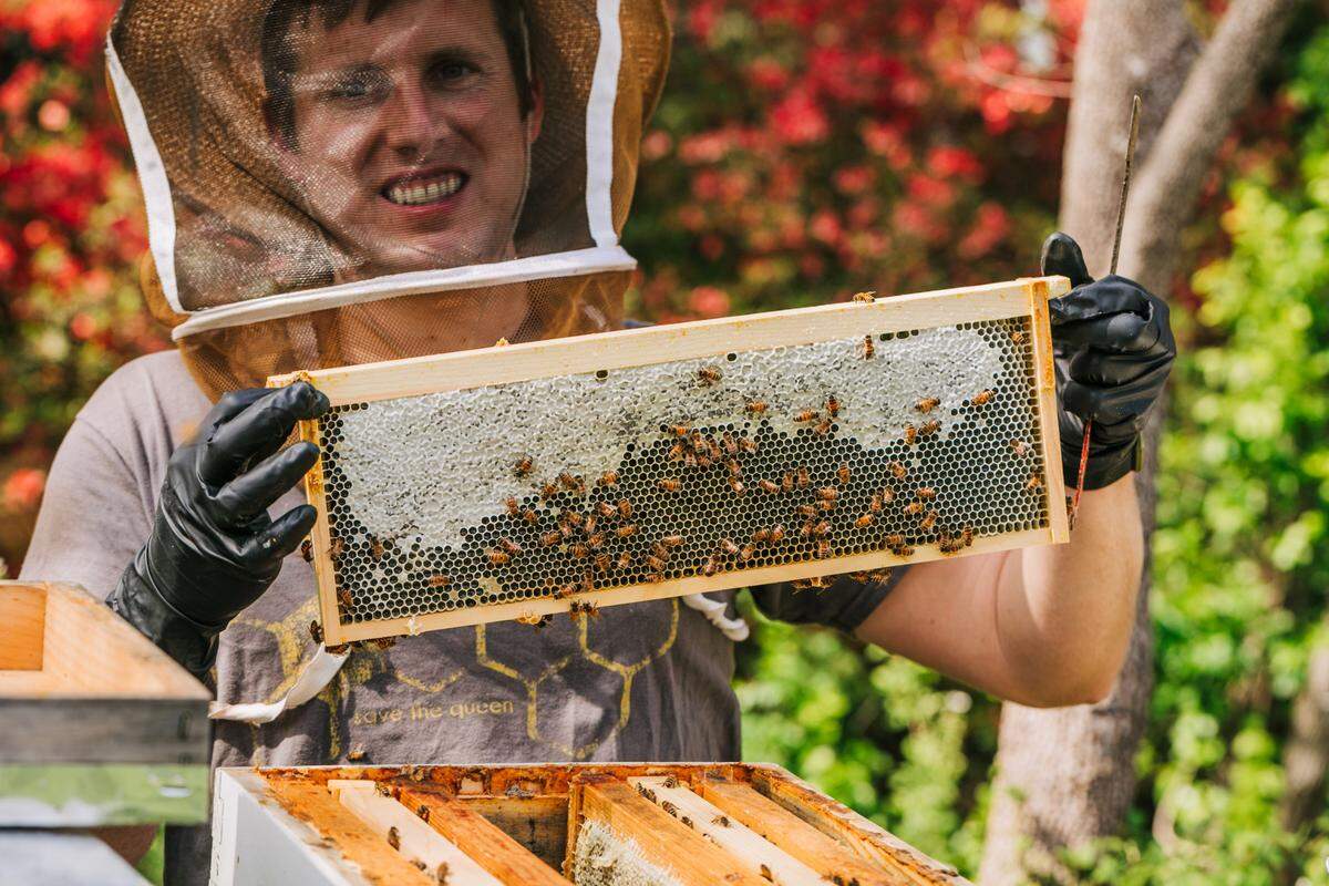 Justin Orders of Queen’s Orders Honey holds a frame of honeycomb.