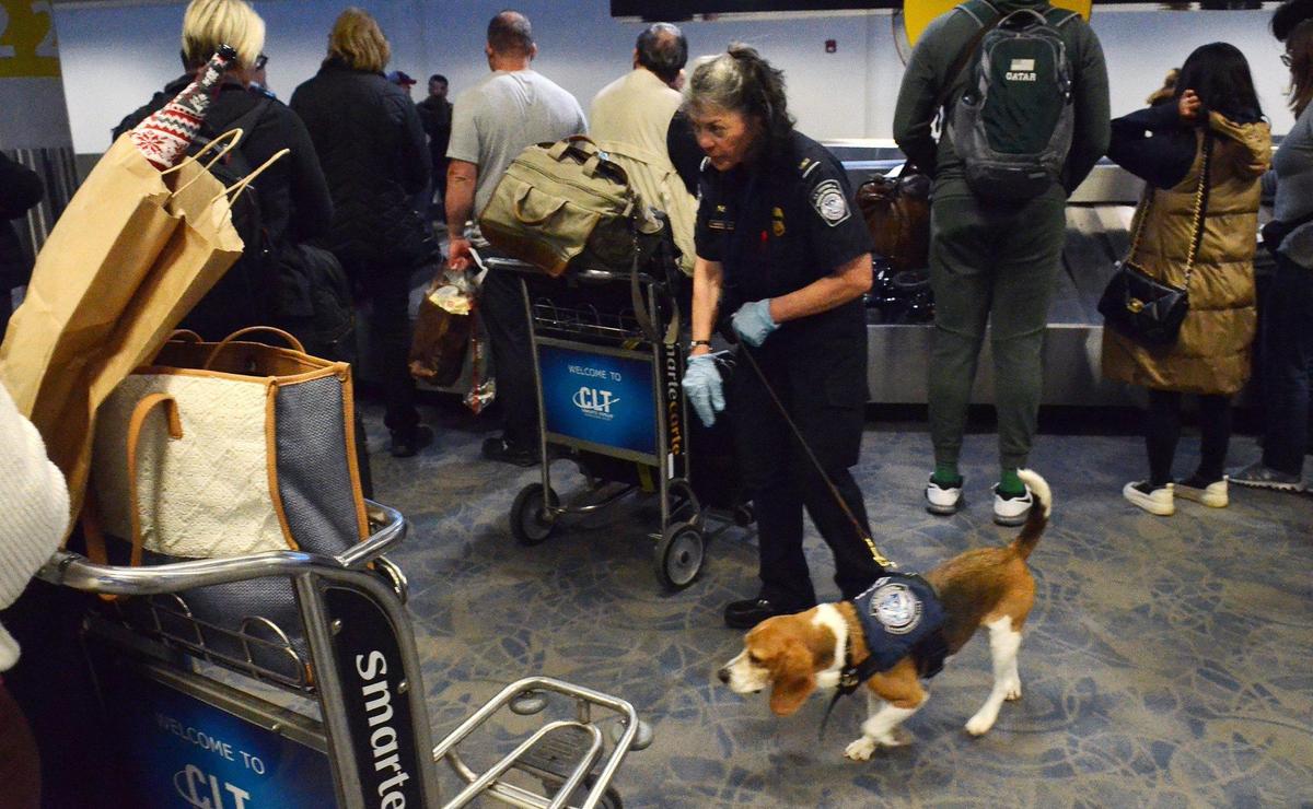 A CBP Agricultural Specialist walks her K9, Elvis through passengers as they pick up their luggage in the International area of the terminal. Elvis, a Beagle, sniffs bags as he passes and will alert when he smells food or other contraband items.