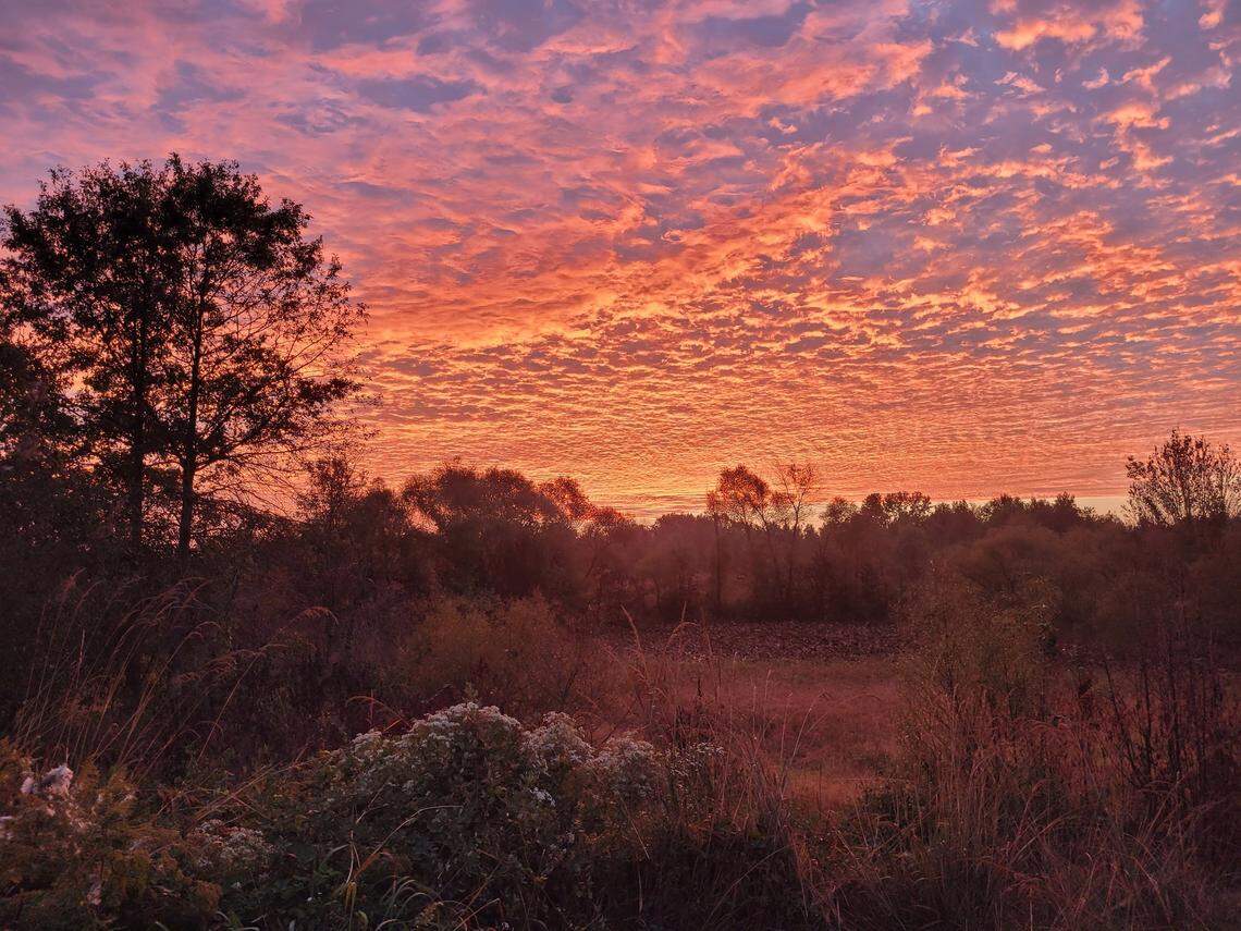 “Eerie” howls heard at night in Virginia’s Occoquan Bay National Wildlife Refuge are coming from groups of coyotes, the U.S. Fish and Wildlife Service says.