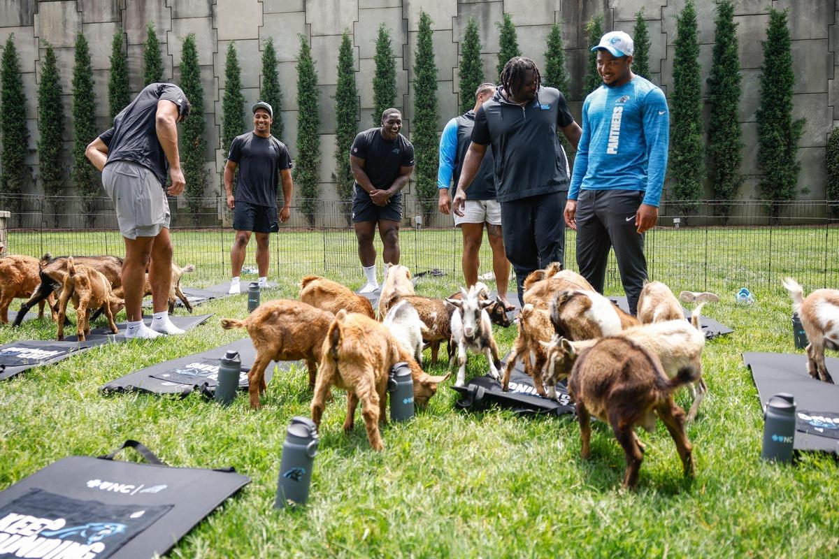 Panthers players react joyously as they greet the goats brought in by Zen Hooves for goat yoga at Bank of America Stadium in Charlotte, NC on Monday, May 19, 2025. The Panthers brought in the goats as part of mental health awareness month.
