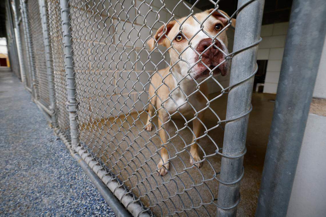 Cash, a pit bull mix, stands in his kennel while awaiting an adoption at the CMPD Animal Care and Control shelter in Charlotte, N.C., Friday, July 22, 2022.