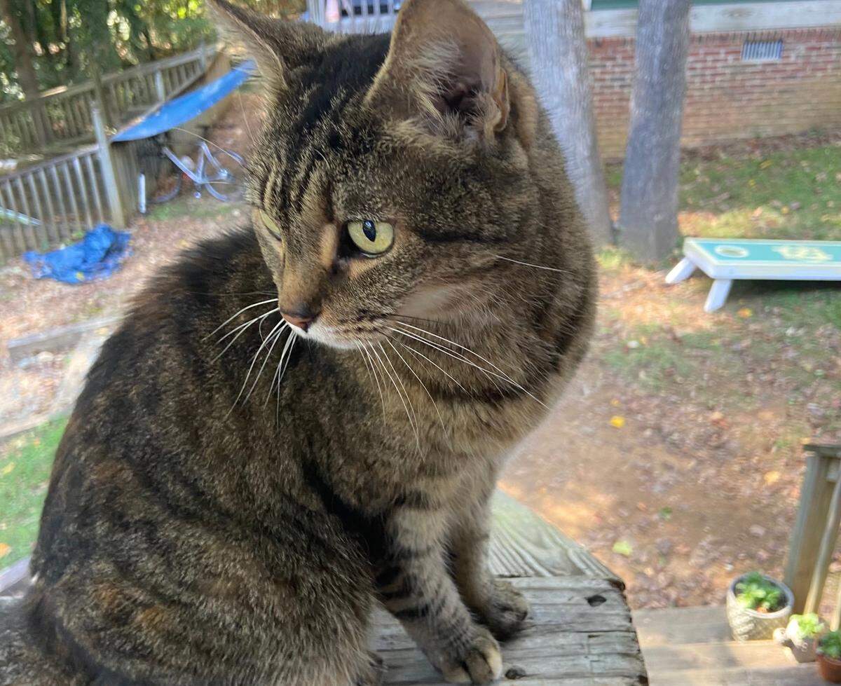 A stray cat dubbed Ozzy that appeared on Maddie Ellis’ doorstep after a particularly tough mental health moment has given her a source of stress relief.