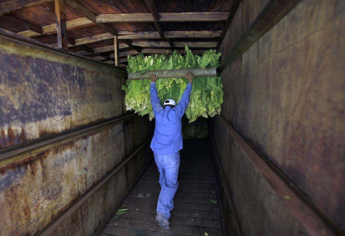 A farmworker stores tobacco leaves for curing at a farm August 30, 2011 in Craven County, North Carolina.