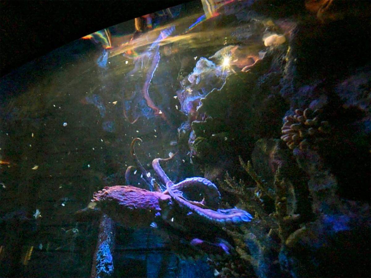 Fiona, a giant Pacific octopus, returns to the bottom of her tank after an interaction with Kristin Dietz, Sea Life aquarist. Fiona is a highly intelligent and interactive creature with her handlers.