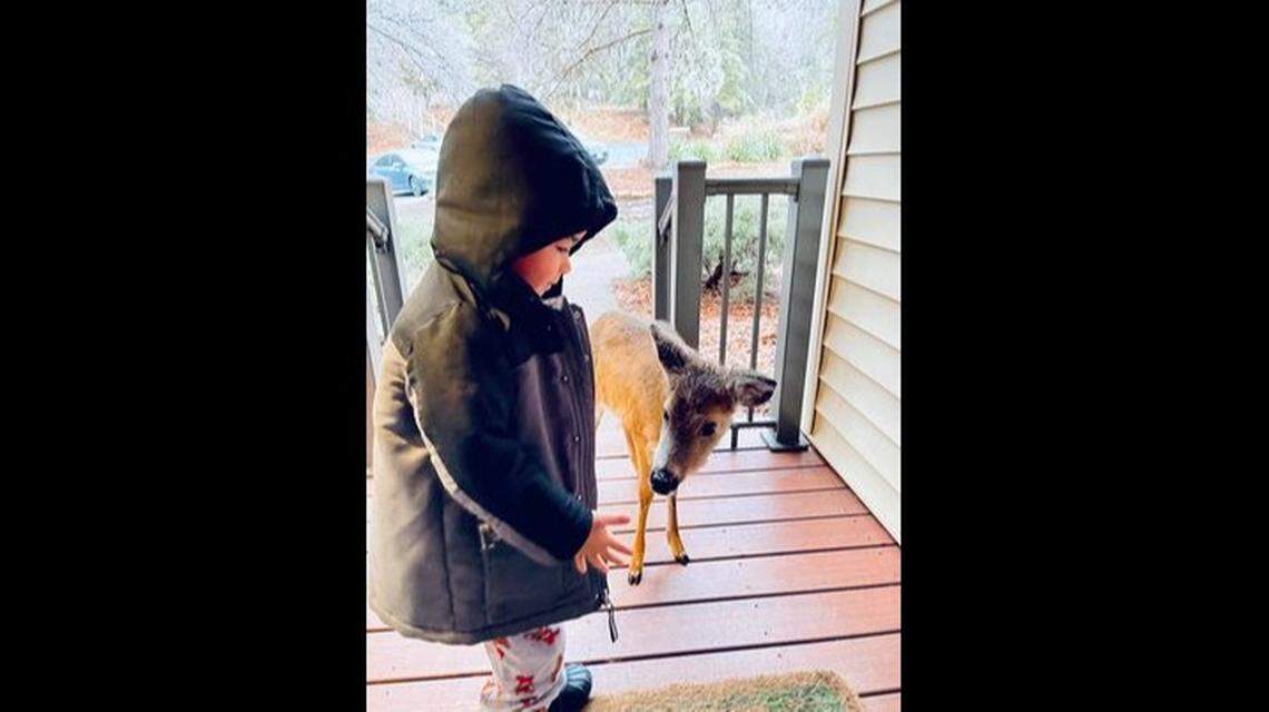 Stephanie Brown got two photos before asking her son to walk the deer back to the woods.