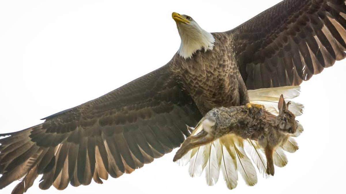 Jennifer Began was visiting a golf club in Virginia when she spotted this rabbit and eagle fighting in midair.