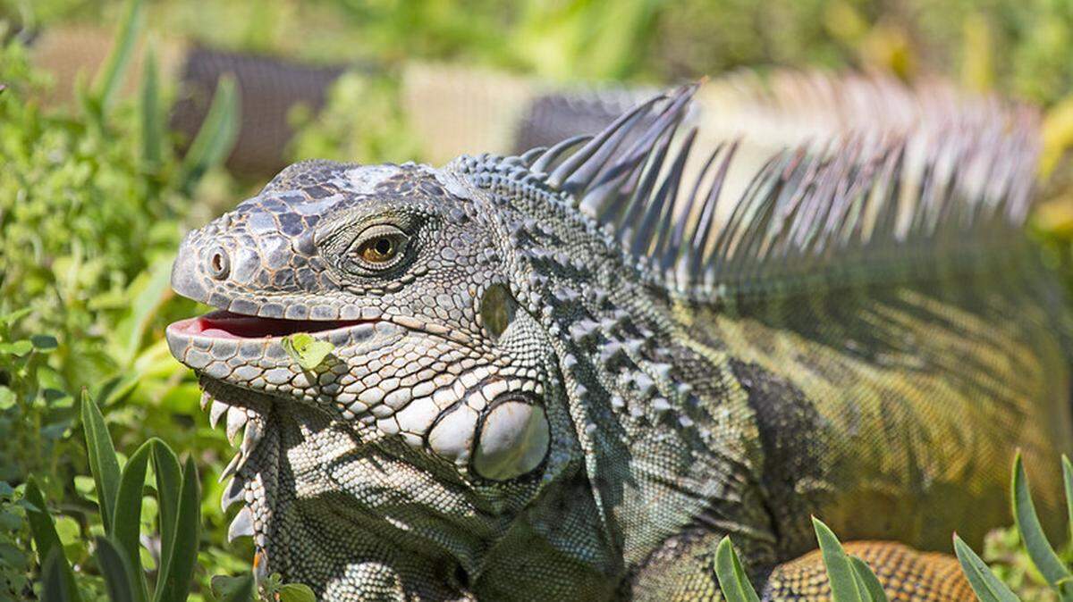 Green iguanas are an invasive species in Florida and they cannot be possessed without a state permit, the Florida Fish and Wildlife Conservation Commission says.