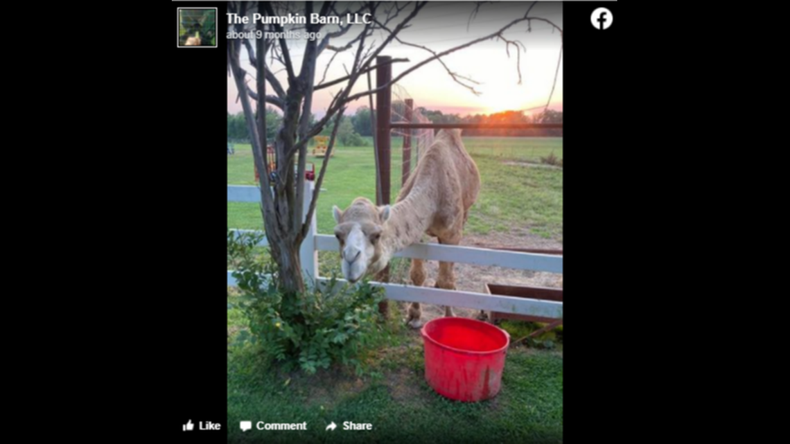 This 2021 Facebook post shows one of at least two camels that were living at the Pumpkin Barn at Shirley Farms in Obion, Tennessee, where two people were killed by a camel March 10. It is unclear if this is the camel that got loose.