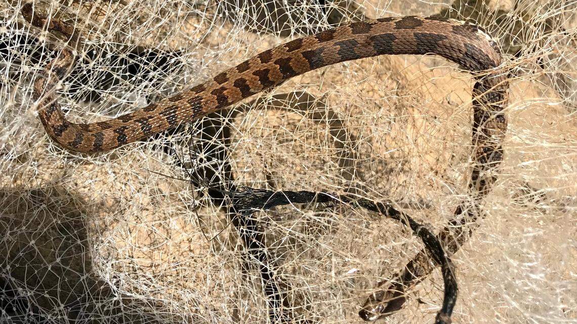 Image of a banded water snake that died at Jordan Lake while tangled in a netting that had been thrown away by a park visitor.