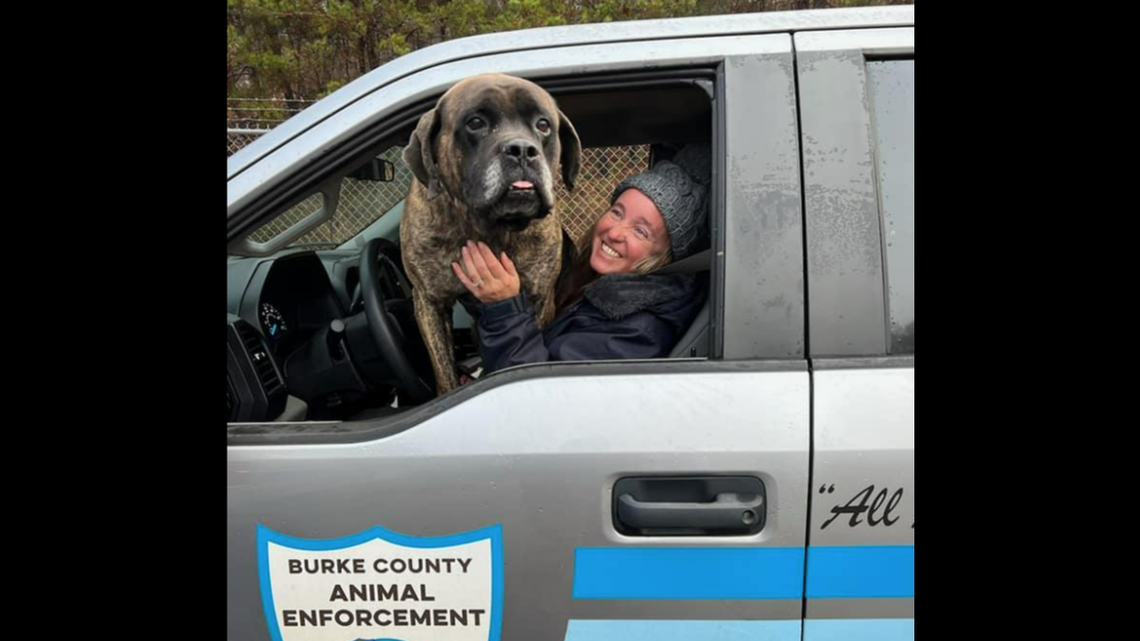 A 110-pound Billy Bob is winning hearts on social media, after a North Carolina shelter pleaded for someone to come “adopt this hot mess” in a Facebook post.