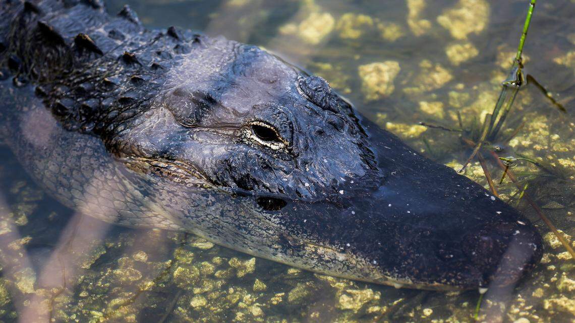 The eastern North Carolina town of Lake Waccamaw is seeking to host alligator hunts this year, for the tourism dollars.