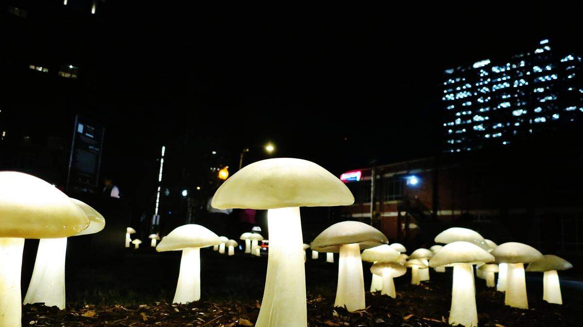 The Rail Trail Lights, designed by artist Meredith Connelly, will illuminate the Charlotte Rail Trail until Feb. 23 with nine interactive light installations.