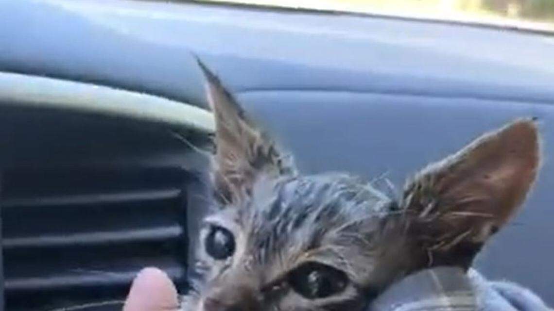 This screen grab of a video posted on Facebook by Loreta Frankonyte shows the kitten that was rescued from a 43-foot well pipe in Hopkins, S.C. Frankonyte flew on a red-eye flight from Los Angeles, Calif., with Hope for Paws founder Eldad Hagar to help rescue the kitten,