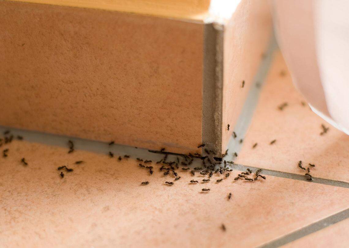 Pests such as ants can make their way into your home through some of the smallest nooks and crannies. (Dreamstime/TNS)
