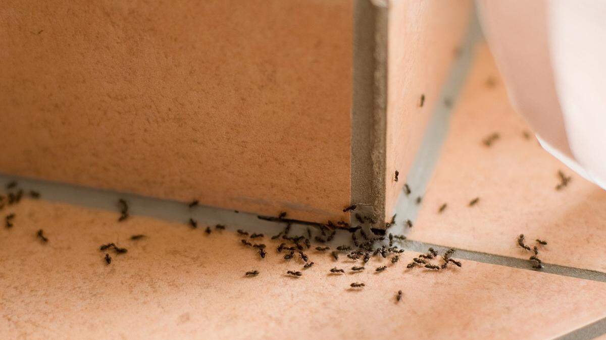 Ants begin marching into homes in spring and summer. Here’s how to get rid of them.